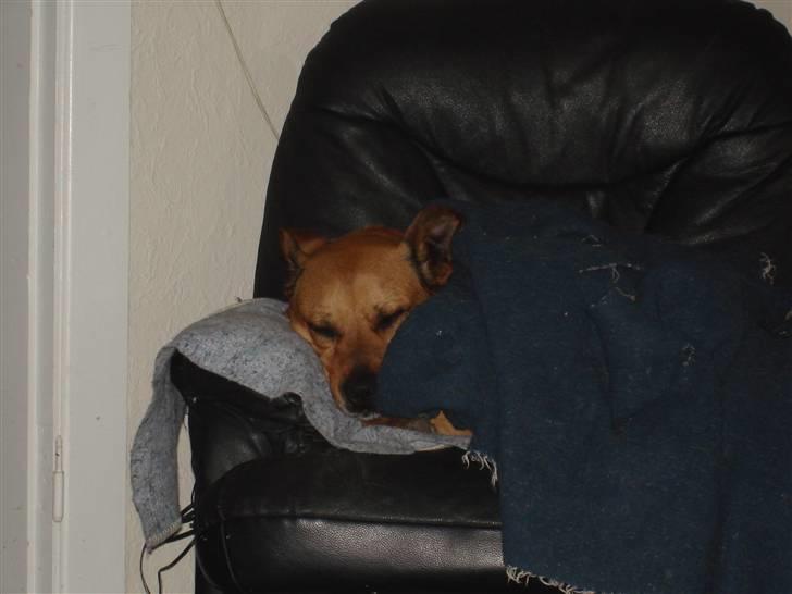 Blanding af racer rommel - zzzzzzzzzzzz! billede 5