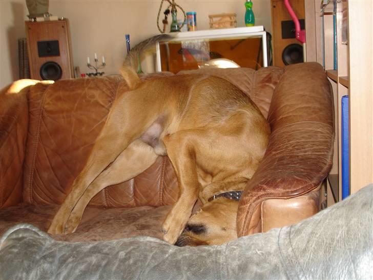 Blanding af racer rommel - weeeeeeeeee! billede 6