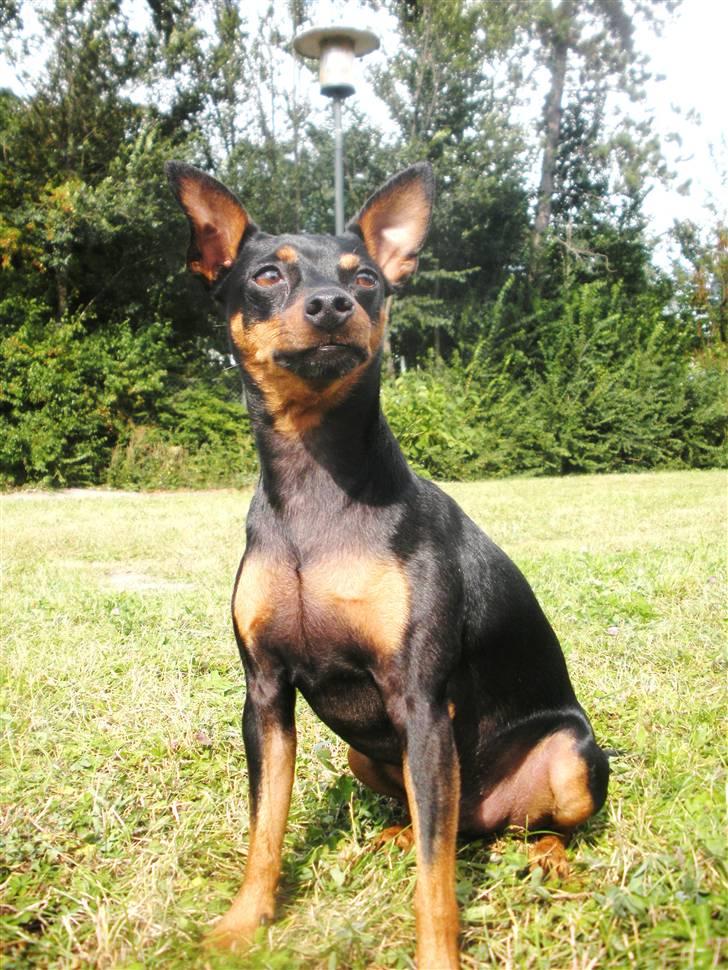 Dvaergpinscher King  † R.I.P - 2009 billede 15