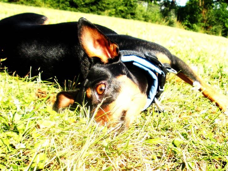 Dvaergpinscher King  † R.I.P - 2009 billede 16