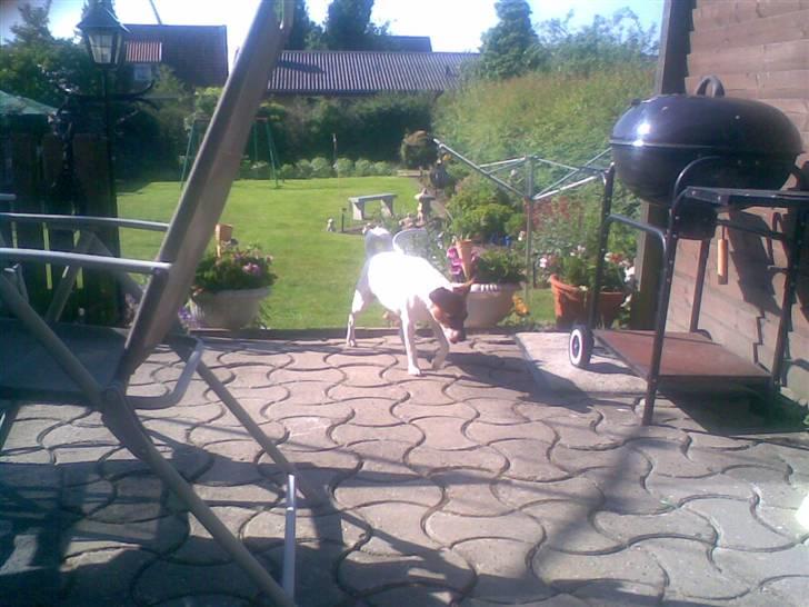 Dansk svensk gaardhund Bob - Bob d 7 juni 2007: Vi var lige en tur i haven billede 14