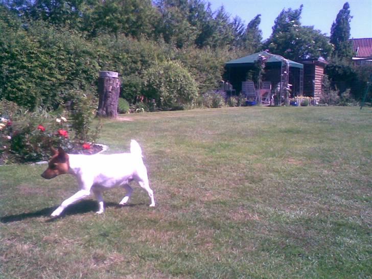 Dansk svensk gaardhund Bob - Bob d 7 Juni 2007: Løber mig lige en tur. Skal lige se hva kaninen laver billede 16
