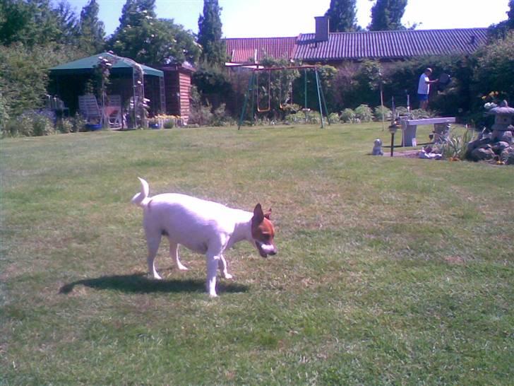 Dansk svensk gaardhund Bob - Bob d  7 Juni 2007: Er lige ved af indspadser min have skal vide om der har været nogen billede 17