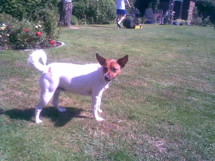 Dansk svensk gaardhund Bob - Kaldt i på mig... billede 18