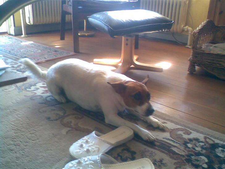 Dansk svensk gaardhund Bob - Leger med far det er sjovt billede 19