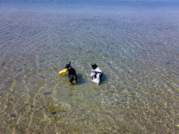 Dvaergpinscher King  † R.I.P - ude og bade med min veninde zazy ( 2008) billede 17