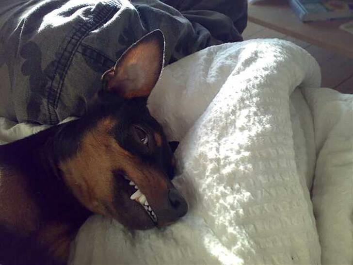 Dvaergpinscher King  † R.I.P - jeg er bare sååå farlig... ( 2006) billede 18