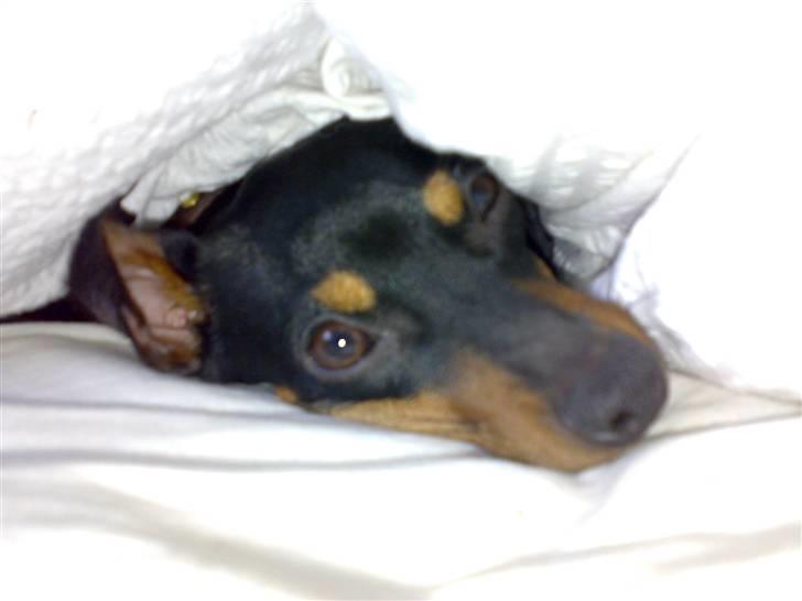 Dvaergpinscher King  † R.I.P - skal jeg op nu?? ( 2006) billede 19