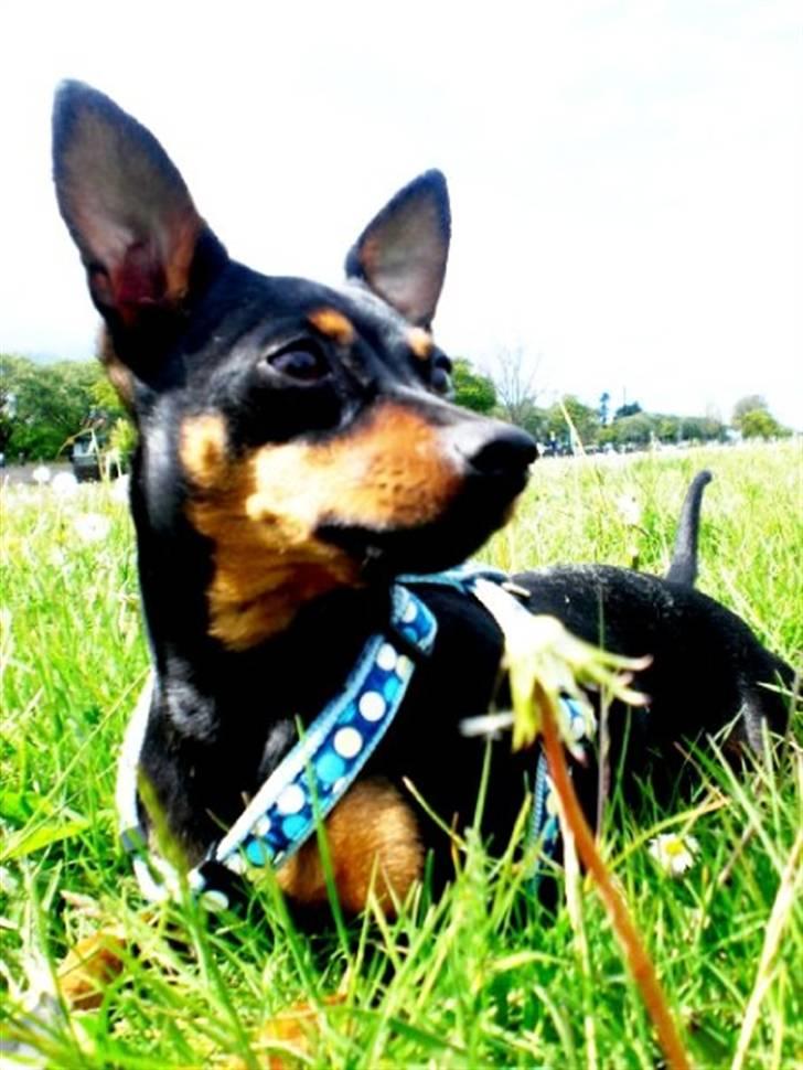 Dvaergpinscher King  † R.I.P - 2009 billede 20