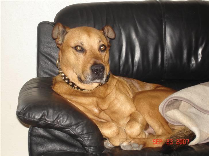 Blanding af racer rommel billede 8