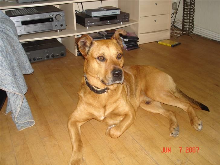 Blanding af racer rommel - hva´ var det for en lyd? billede 9