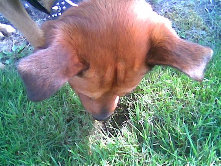 Blanding af racer rommel - lille mus kom op af hullet ! billede 10