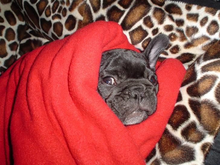 Fransk bulldog FreYse - Jeg fryser.. selvom der er høj solskin udenfor.. billede 16