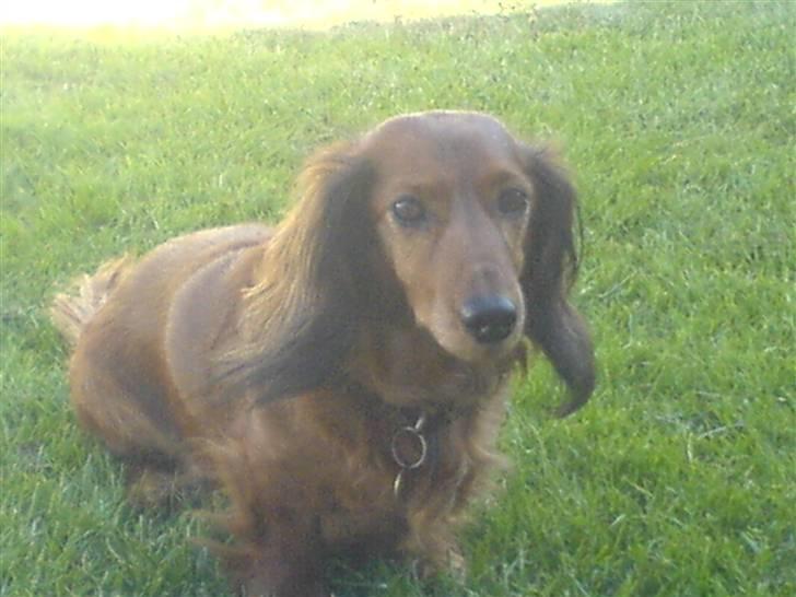 Gravhund Cille R.I.P.  billede 1