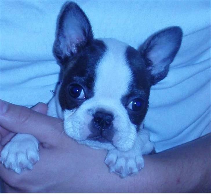 Boston terrier Elvis billede 1