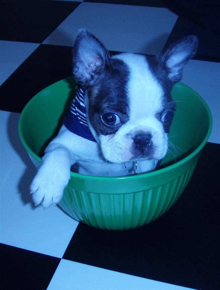 Boston terrier Elvis billede 2