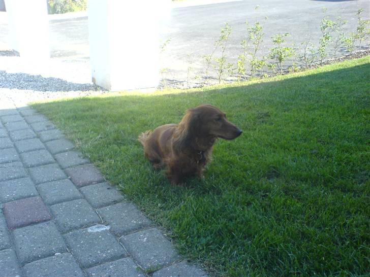 Gravhund Cille R.I.P.  billede 2