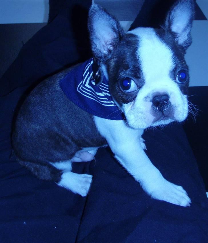 Boston terrier Elvis billede 3