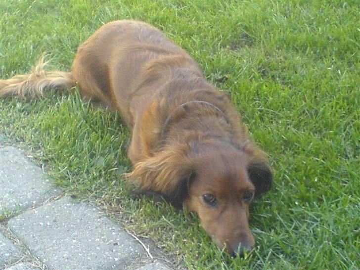 Gravhund Cille R.I.P.  billede 3