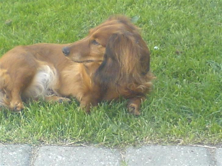 Gravhund Cille R.I.P.  billede 4