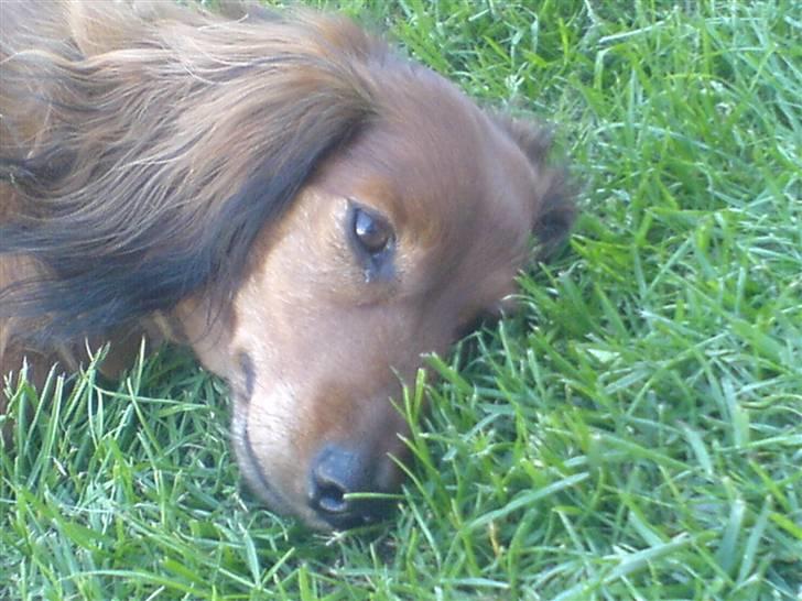 Gravhund Cille R.I.P.  billede 5