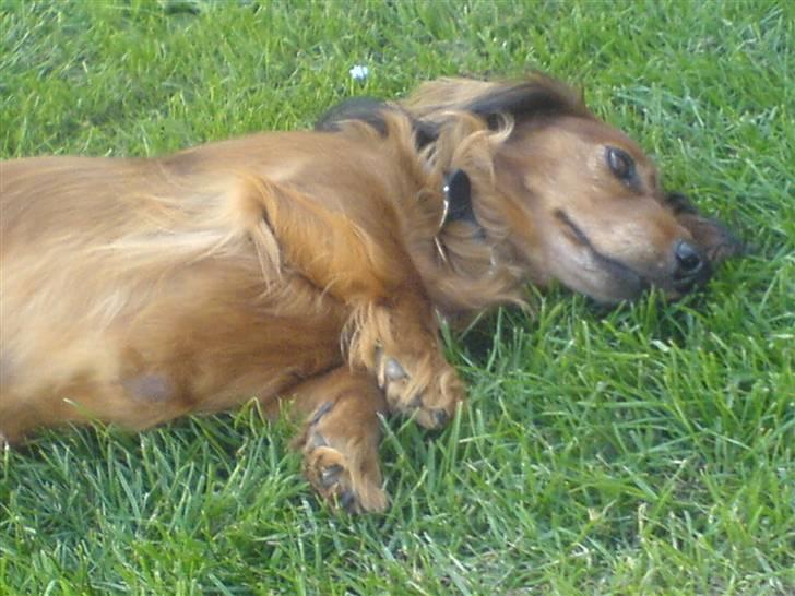 Gravhund Cille R.I.P.  billede 6