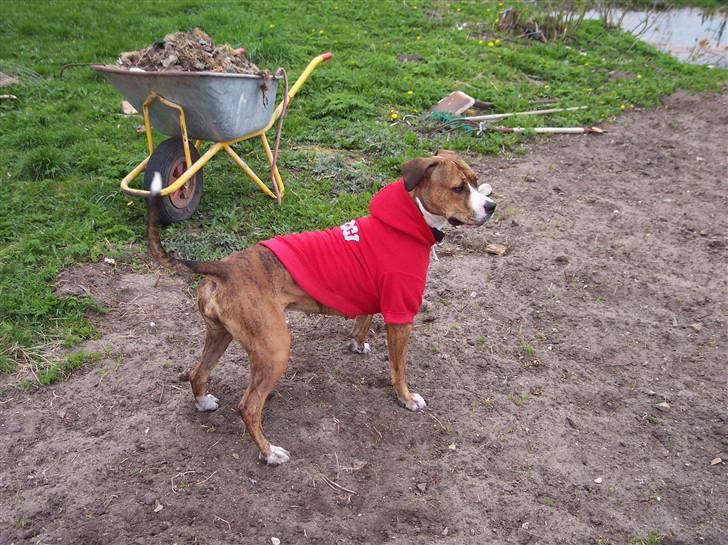 Amerikansk staffordshire terrier Tøzen - En rigtig vagthund... billede 7
