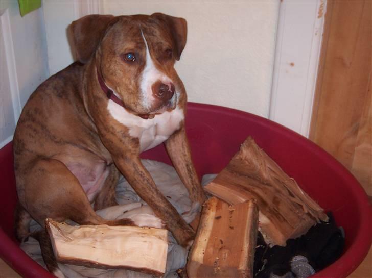 Amerikansk staffordshire terrier Tøzen - "Jeg har stjålet alt fars brænde!" billede 8