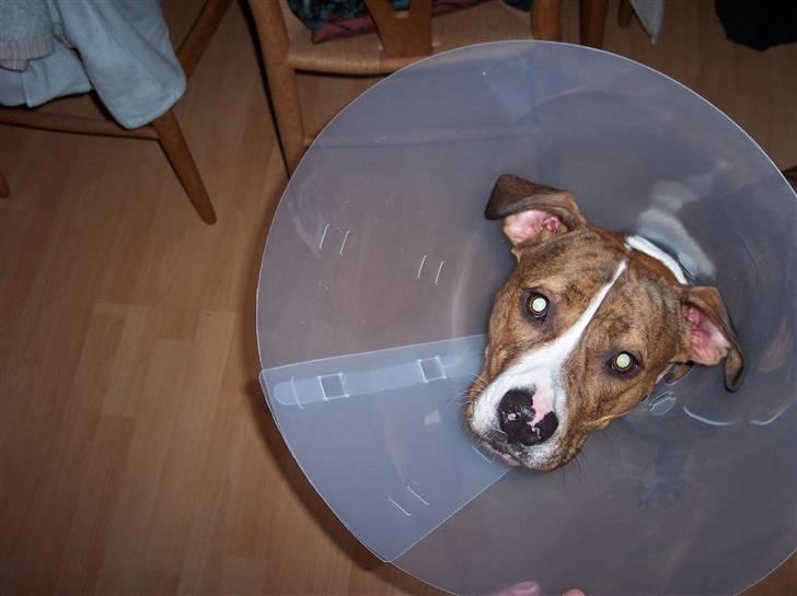 Amerikansk staffordshire terrier Tøzen - Så ynkelig kan man se ud når man har været så klodset at man skal gå med skærm.... billede 9