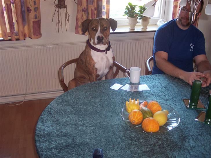 Amerikansk staffordshire terrier Tøzen - Jamen hvorfor skulle hun da ikke os sidde med ved bordet.! billede 10