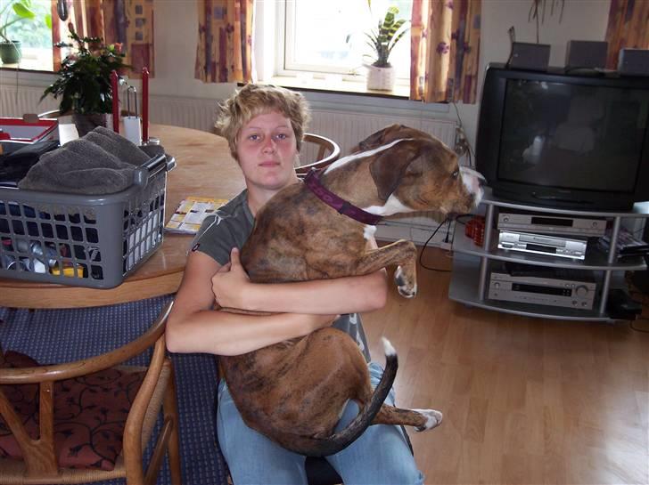 Amerikansk staffordshire terrier Tøzen - Op og sidde ved "moster".... billede 11