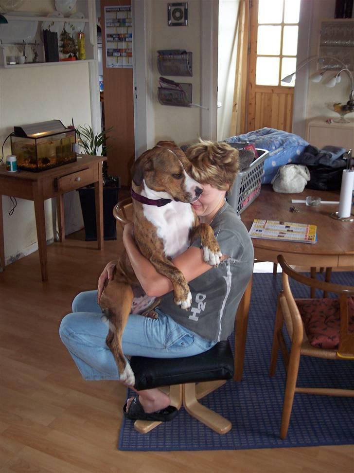 Amerikansk staffordshire terrier Tøzen - Hvor er her dejlig blødt... billede 12