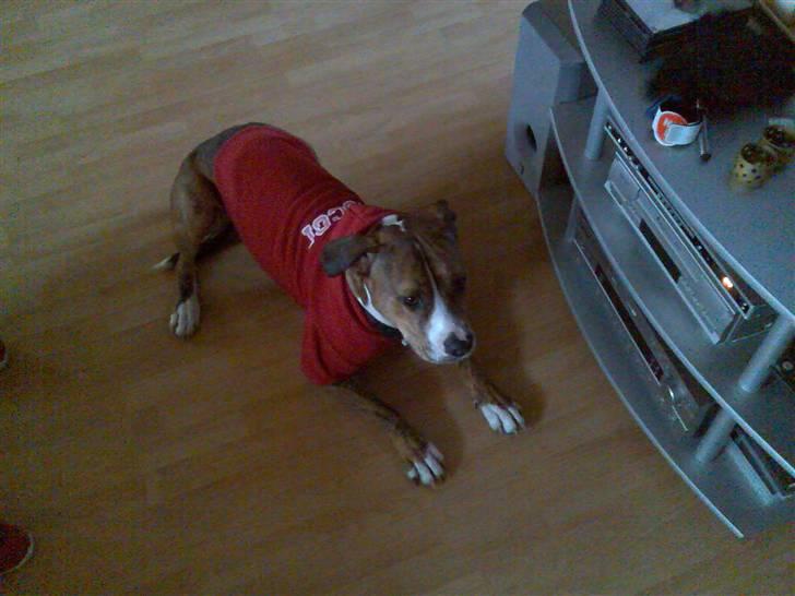 Amerikansk staffordshire terrier Tøzen billede 14