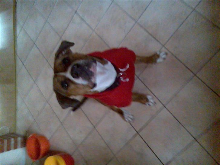 Amerikansk staffordshire terrier Tøzen - Se lige mig... billede 15