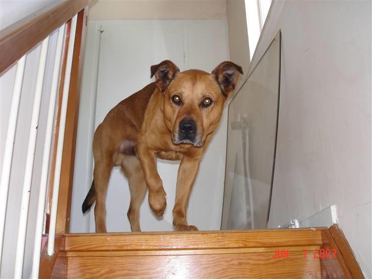 Blanding af racer rommel - halloo er der nogen? billede 11