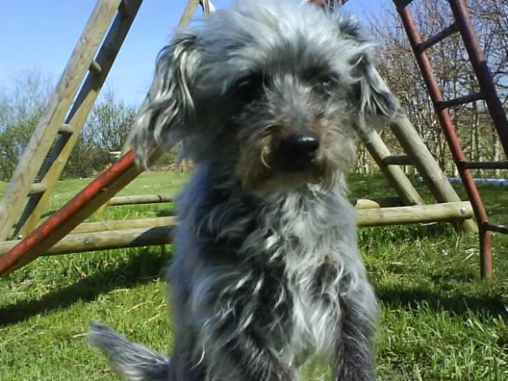 Blanding af racer Cirkeline R.I.P :'(  - Cirkeline <3 billede 1