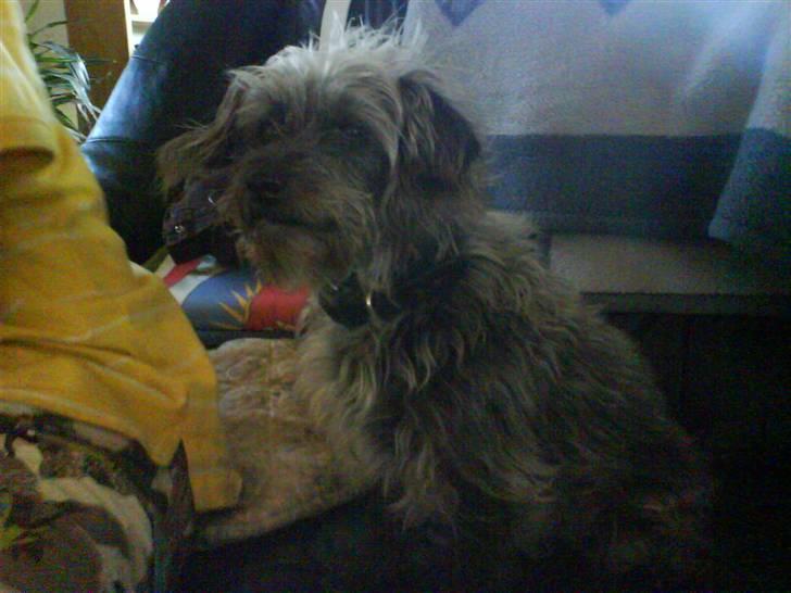 Blanding af racer Cirkeline R.I.P :'(  - Cirkeline <3 billede 2