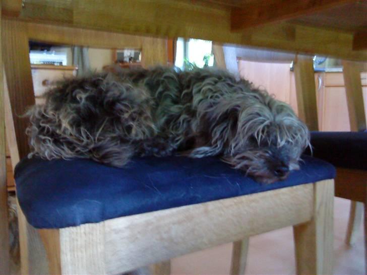 Blanding af racer Cirkeline R.I.P :'(  - Cirkeline <3 billede 3