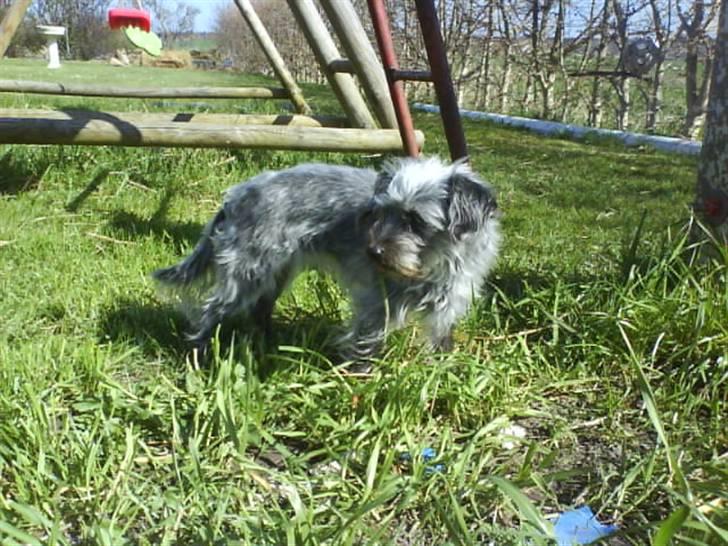 Blanding af racer Cirkeline R.I.P :'(  - Cirkeline <3 billede 4