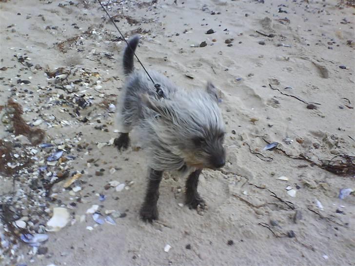 Blanding af racer Cirkeline R.I.P :'(  - Cirkeline <3 billede 6