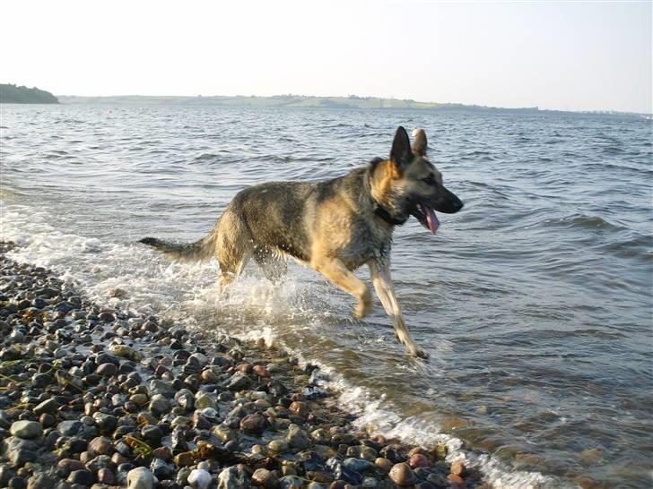 Schæferhund Maja <3 - Velkommen til majas profil, smid gerne en bedømmelse og en kommentar (:  billede 1