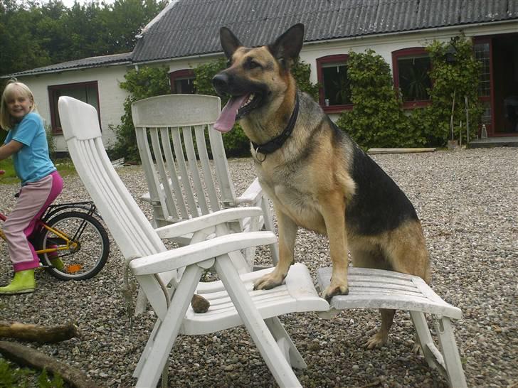 Schæferhund Maja <3 - maja i gårdspladsen, ´´DYGTIIIG HUND!´´ :-)  billede 2