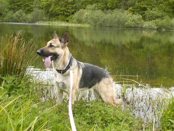Schæferhund Maja <3 - Ved magrtehesøen (:  billede 3