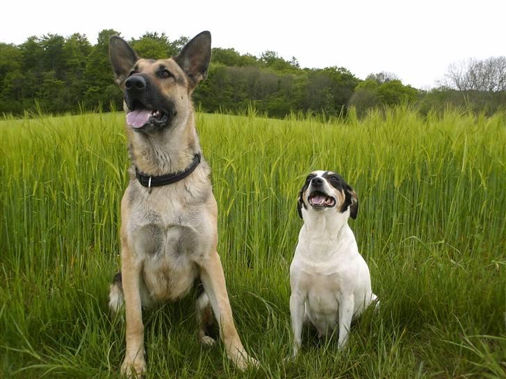 Schæferhund Maja <3 - sussi og maja foran kornmarken ;D  billede 4