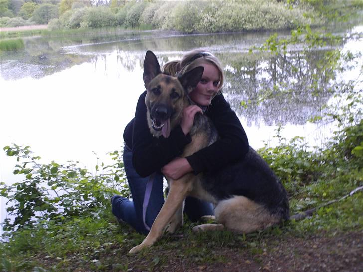 Schæferhund Maja <3 - Mig som krammer maja ved magrtehesøen (: billede 5