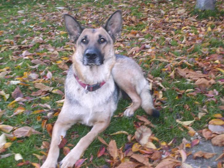 Schæferhund Maja <3 - så det efterår (: 3 billede 6