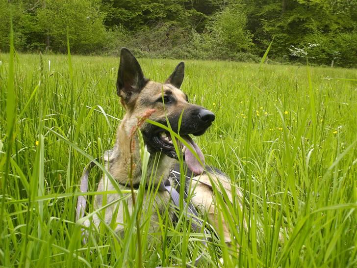 Schæferhund Maja <3 - ligger i græsset (:  billede 7