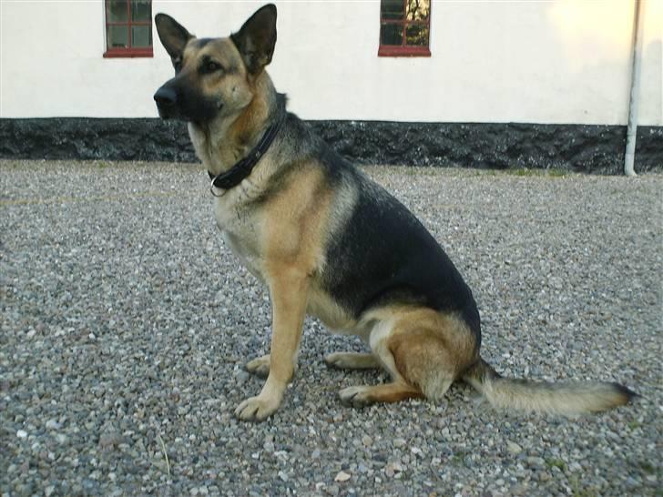Schæferhund Maja <3 - Maja hjemme i gårdspladsen ;D <3 billede 8