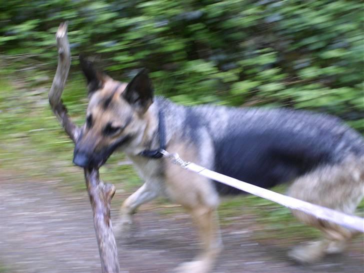 Schæferhund Maja <3 - lidt slørret, men skulle lig med (: maja med en af sine eeeelskede pinde (: hehe. <3 billede 9