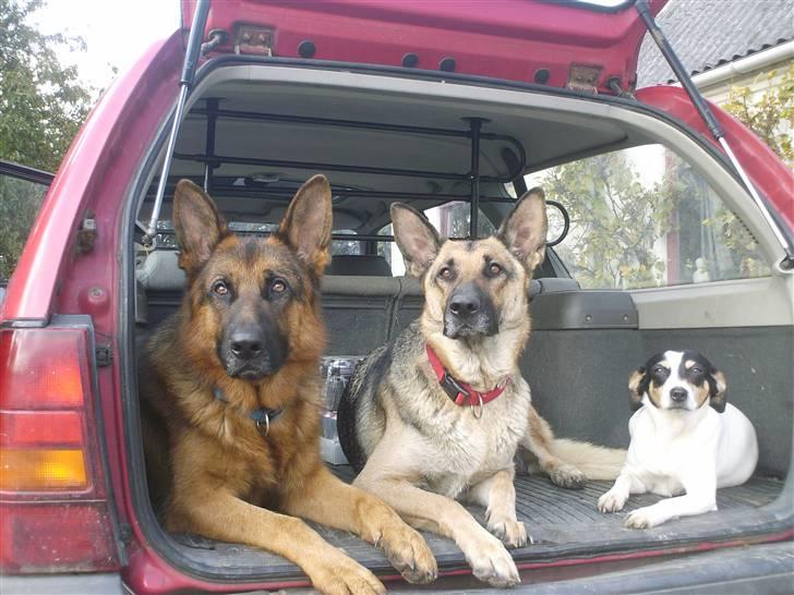 Schæferhund Maja <3 - Maja, Champ & Sussi .. <3 billede 10